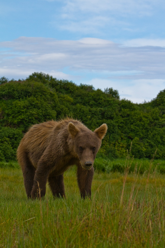 Grizzly Bear Cub